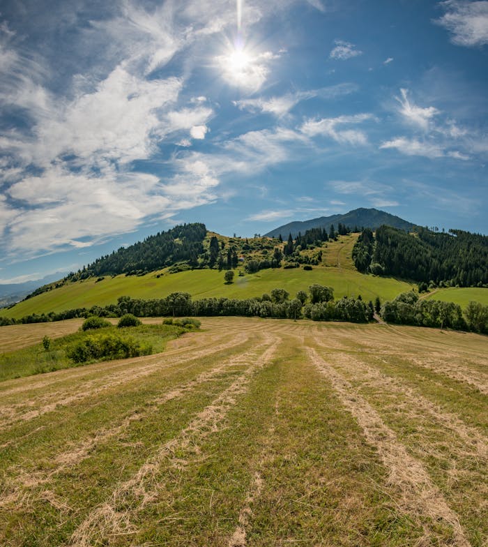 A serene landscape photo capturing a lush meadow under a bright blue sky with fluffy white clouds.